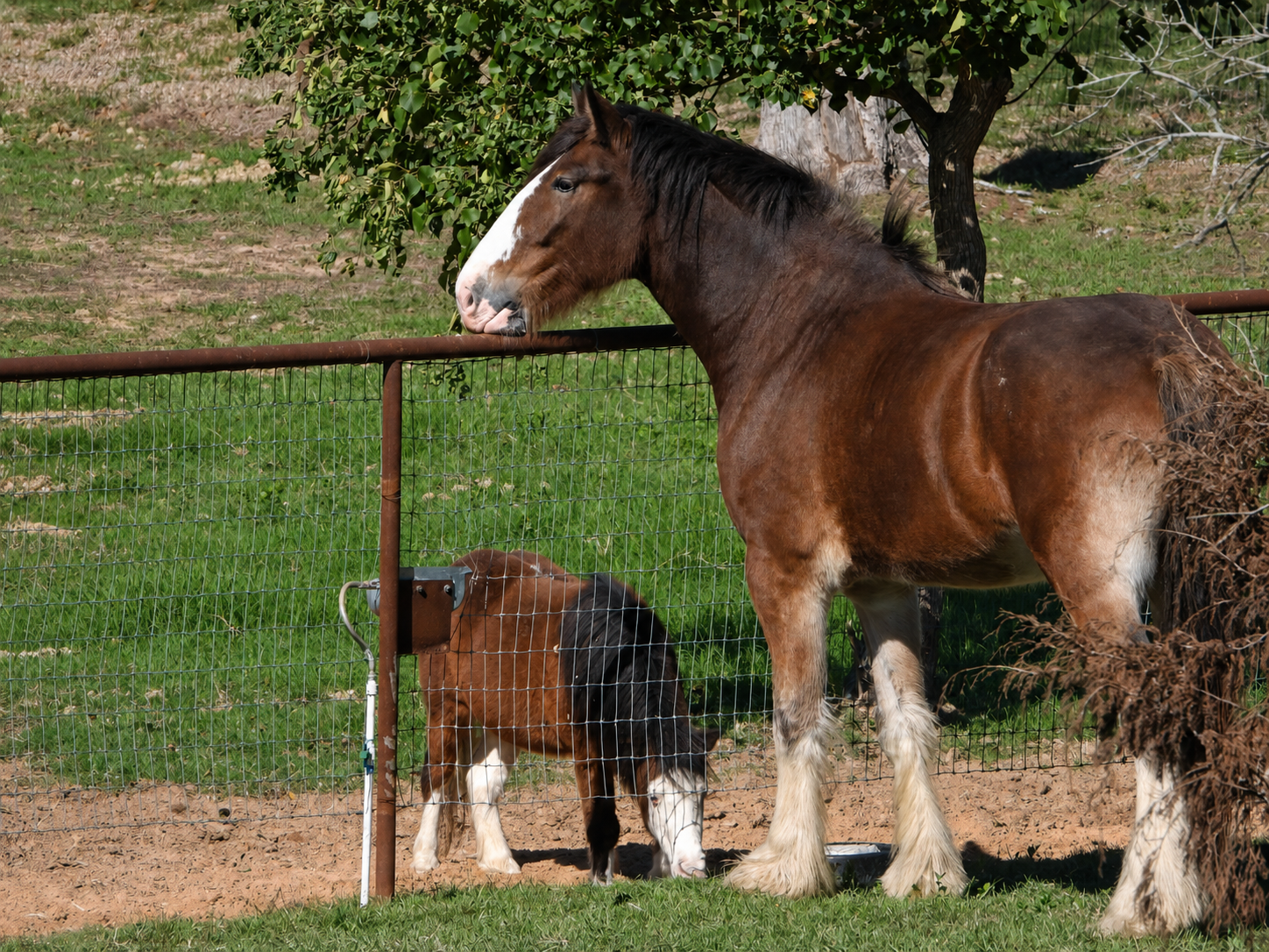 A large brown horse looking over a fence at a pony