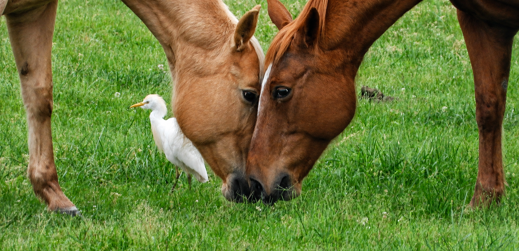 Two horses standing near a white bird in the grass